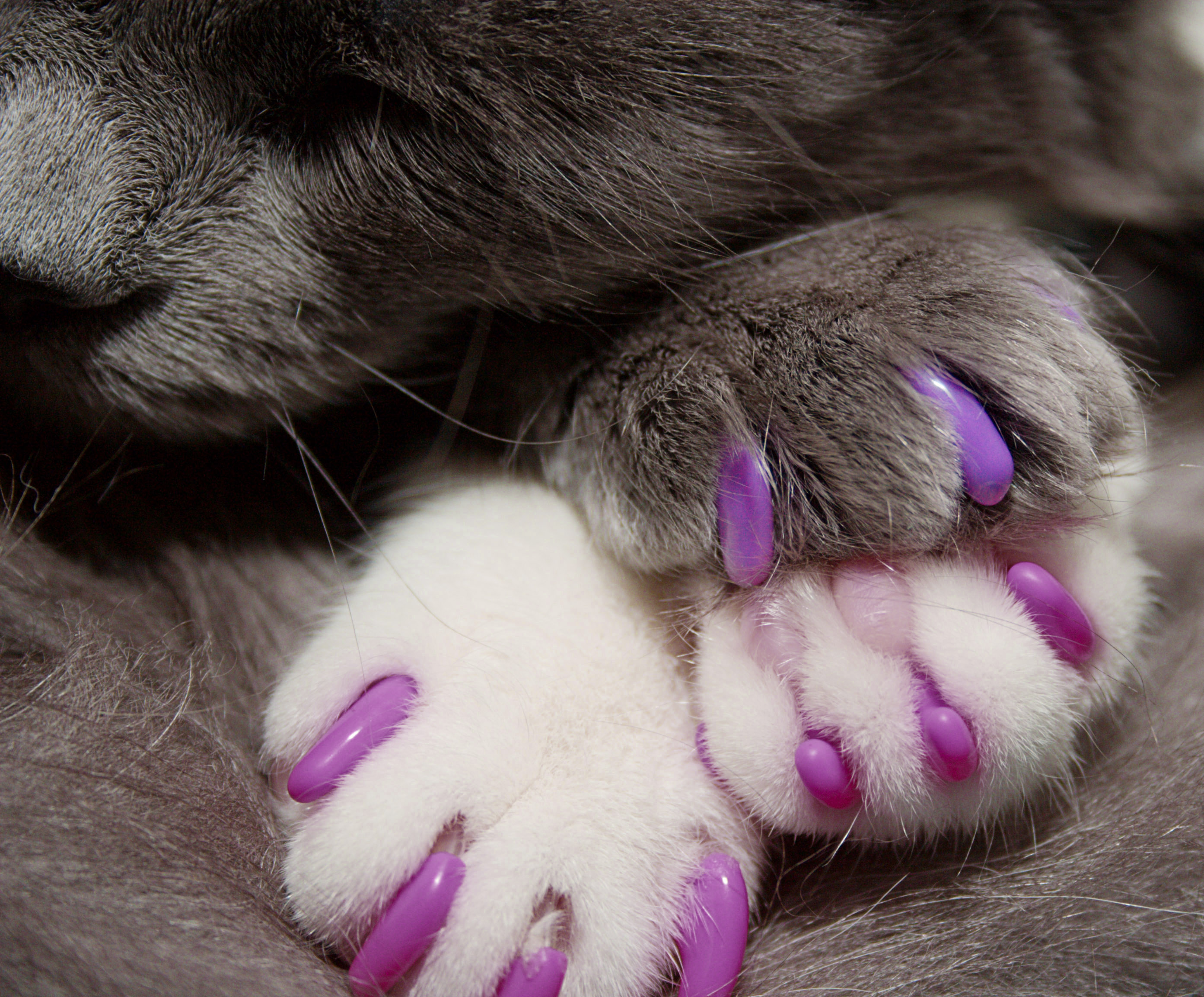 Kitty Caps Nail Caps Hot Purple Hot Pink 40 Count